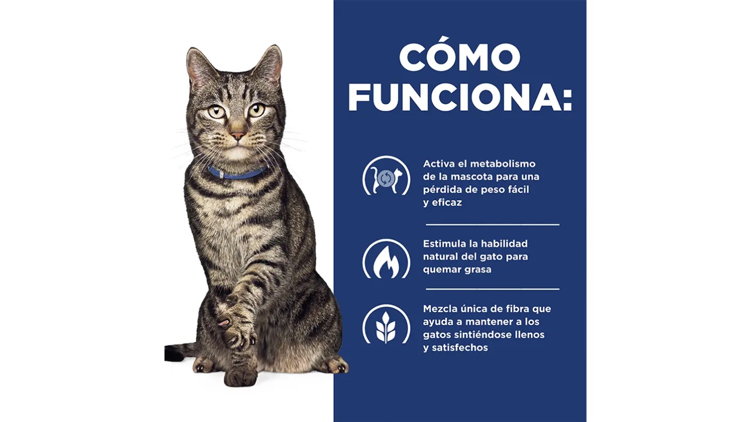 Diapositiva18