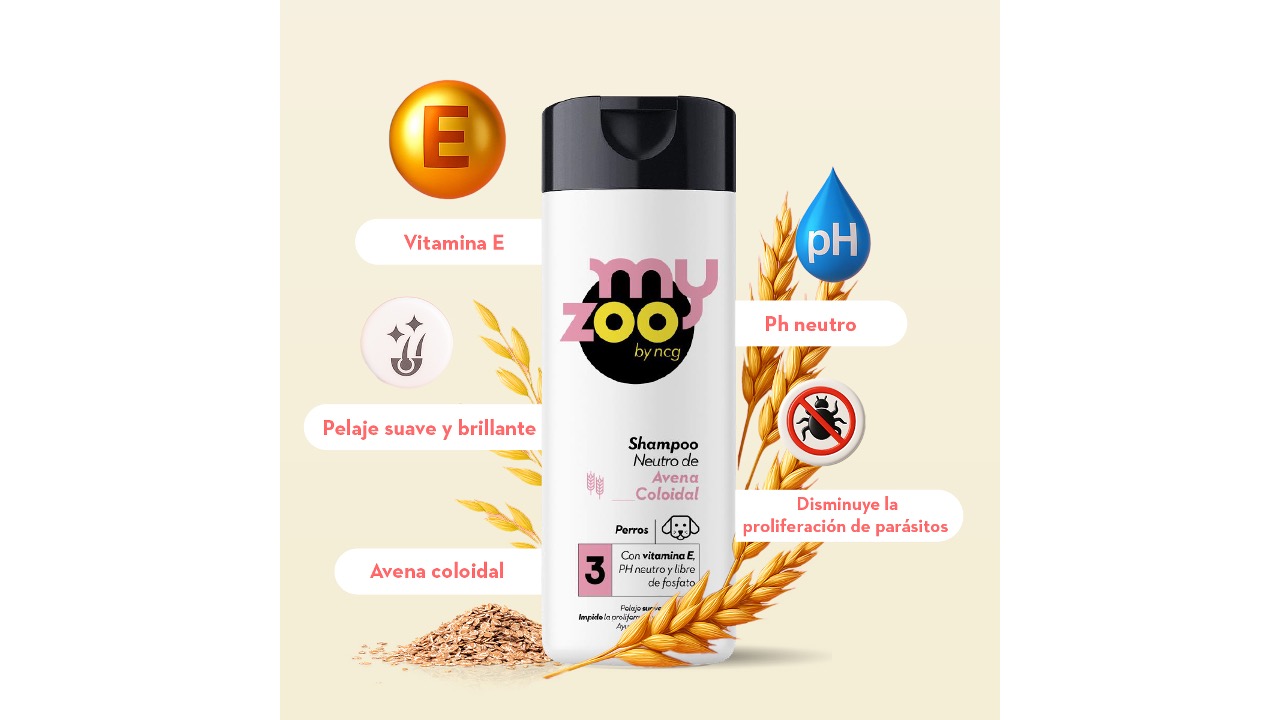 Diapositiva11